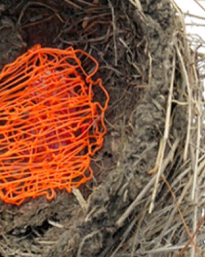 detail of bird&#039;s nest with orange plastic strands woven into center
